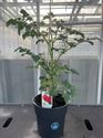 Afbeelding van Tomaat. Ronde Tomaat TP23 cm